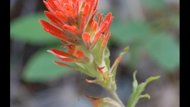 Castilleja sp. Paintbrush - Castilleja sp.