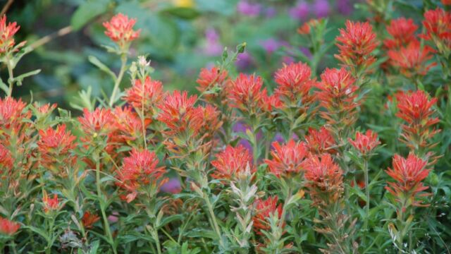 Castilleja sp. Paintbrush - Castilleja sp.