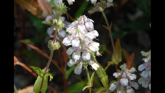 Collinsia tinctoria Sticky Chinese Houses, Collinsia tinctoria