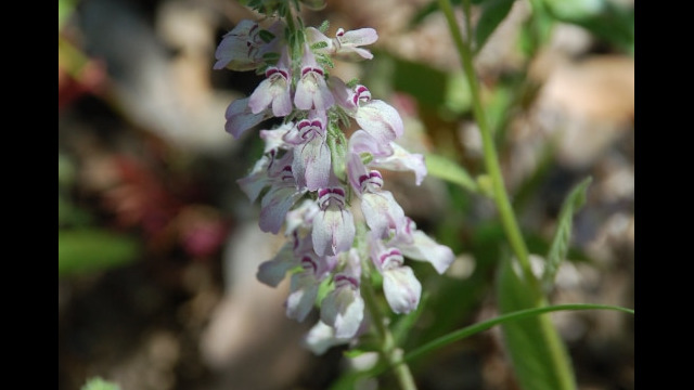 Collinsia tinctoria Sticky Chinese Houses, Collinsia tinctoria