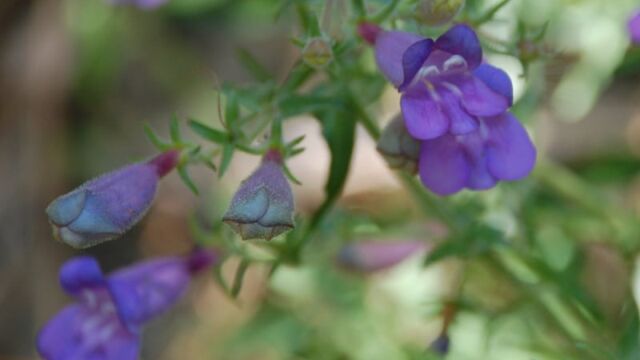 Penstemon laetus Mountain Blue Penstemon, Penstemon laetus