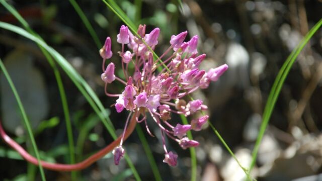 Dichelostemma volubile Twining Snake Lily, Dichelostemma volubile