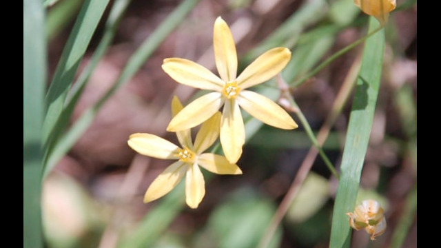 Triteleia ixioides Pretty Face, Triteleia ixioides