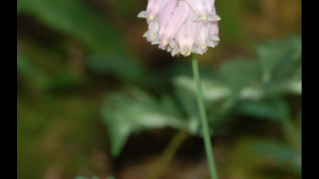 Dicentra formosa Bleeding Heart, Dicentra formosa