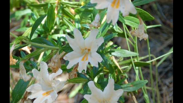 Diplacus aurantiacus Sticky Monkey Flower, Diplacus aurantiacus