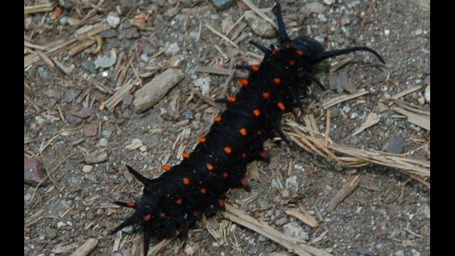 Battus philenor Pipevine Swallowtail caterpillar, Battus philenor