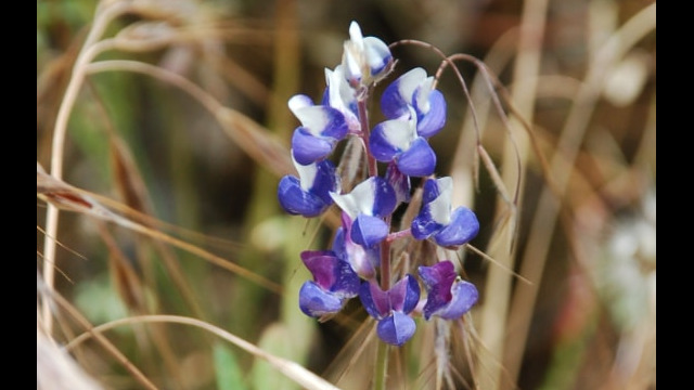Lupine sp.