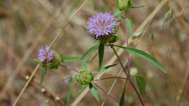 Monardella sp. Coyote mint, Monardella sp.