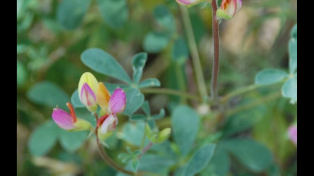 Lupinus stiversii Harlequin Lupine, Lupinus stiversii