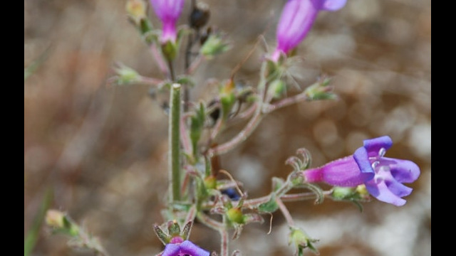 Penstemon laetus Mountain Blue Penstemon, Penstemon laetus