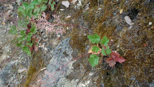 Heuchera micrantha Alum Root, Heuchera micrantha