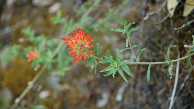 Castilleja sp. Castilleja, Castilleja sp.