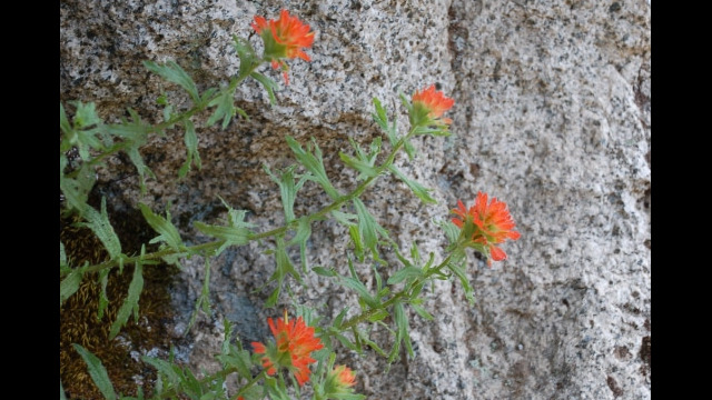 Castilleja sp. Paintbrush - Castilleja sp.