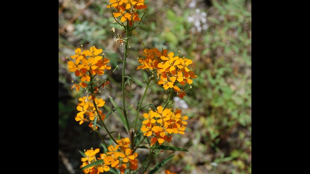 Erysimum capitatum Western Wallflower, Erysimum capitatum