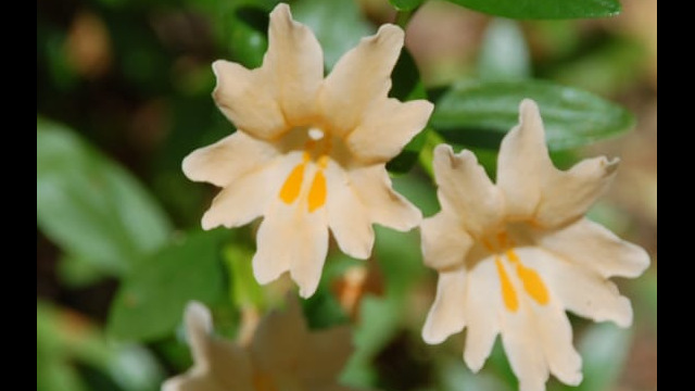Diplacus aurantiacus Sticky Monkey Flower, Diplacus aurantiacus