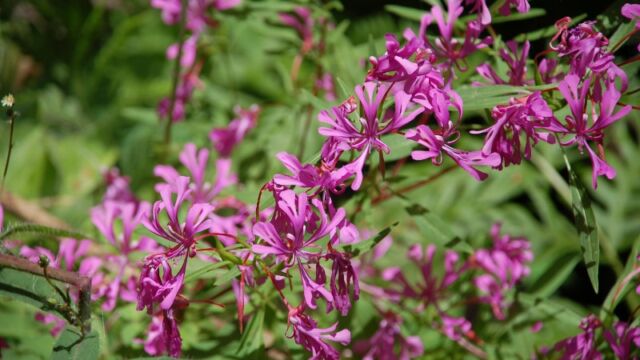 Clarkia concinna Red Ribbons, Clarkia concinna