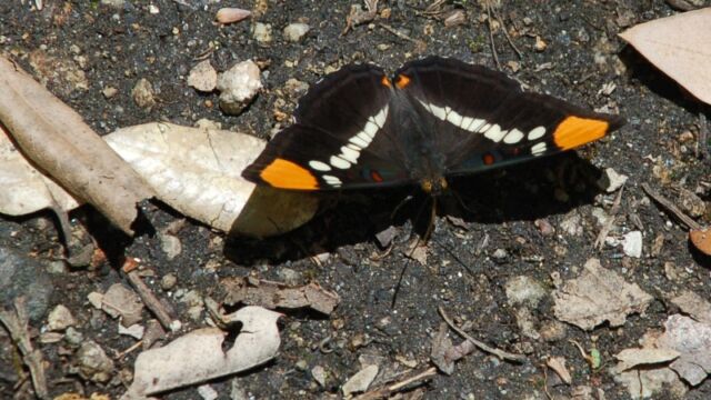 Adelpha bredowii California Sister, Adelpha bredowii