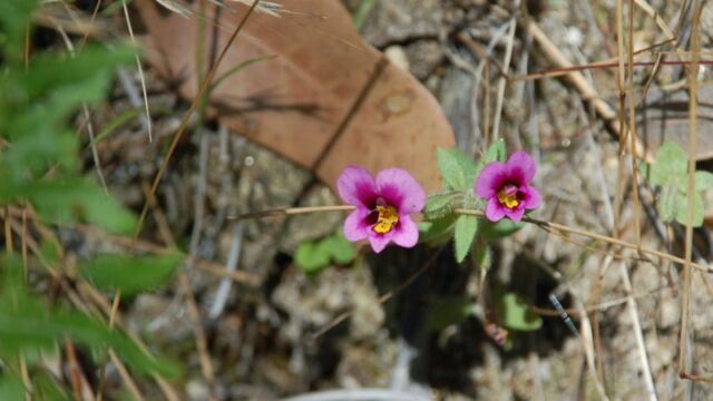 Mimulus kellogii Kellog's Monkey Flower, Mimulus kellogii