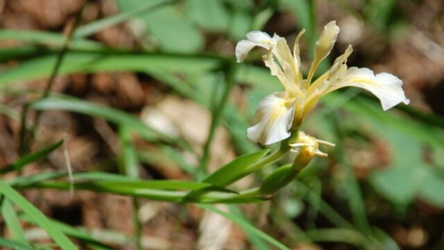 Iris hartwegii Hartweg's Iris, Iris hartwegii