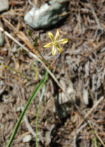 Triteleia ixioides Pretty Face, Triteleia ixioides