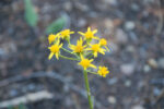 Senecio triangularis Groundsel, Senecio triangularis
