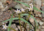 Claytonia lanceolata estern Spring Beauty, Claytonia lanceolata