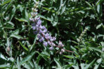 Lupine sp.