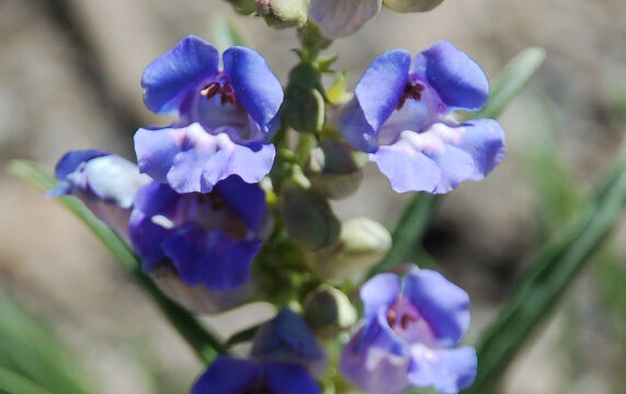 Penstemon speciosus Showy Pentstemon, Penstemon speciosus