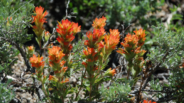 Castilleja sp. Paintbrush, Castilleja sp.