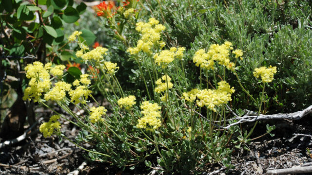 Eriogonum umbellatum Sulphur buckwheat, Eriogonum umbellatum