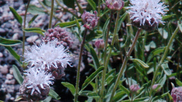 Monardella odoratissima Coyote Mint, Monardella odoratissima