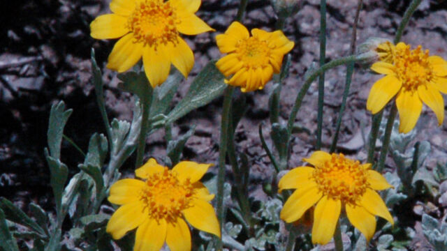 Eriophyllum lanatum Woolly Sunflower, Eriophyllum lanatum
