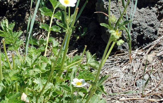 Potentilla glandulosa Sticky Cinquefoil, Potentilla glandulosa