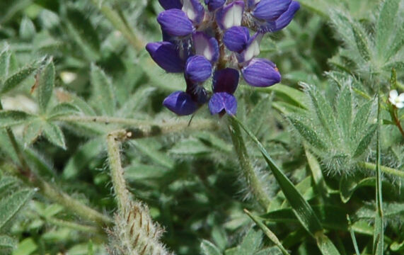 Lupine