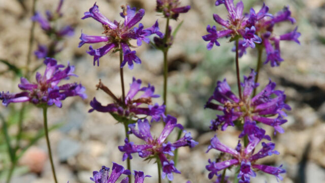 Penstemon rydbergi Meadow Penstemon, Penstemon rydbergi