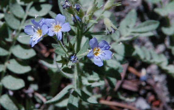 Polemonium occidentale Western Polemonium, Polemonium occidentale