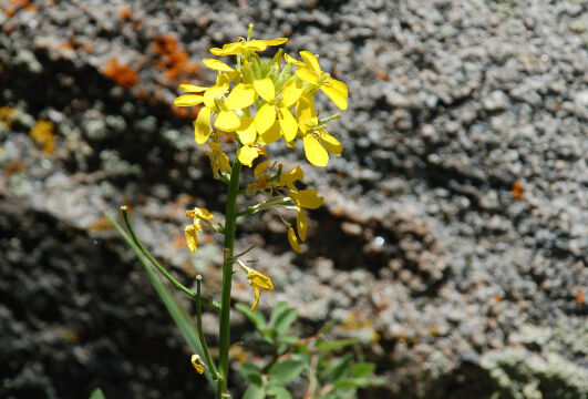 Erysimum capitatum Western Wallflower, Erysimum capitatum