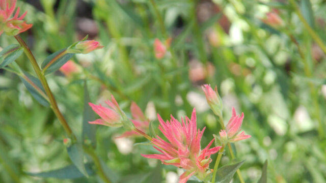 Castilleja miniata var. miniata Scarlet Indian Paintbrush, Castilleja miniata var. miniata