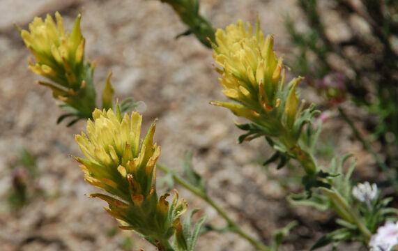 Castilleja applegatei var. breweri Brewer's Indian Paintbrush, Castilleja applegatei var. breweri