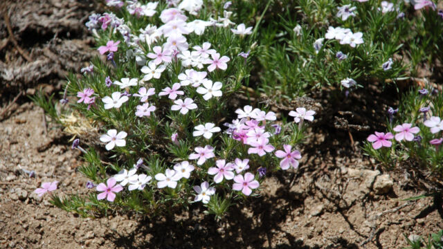 Phlox diffusa Spreading Phlox, Phlox diffusa