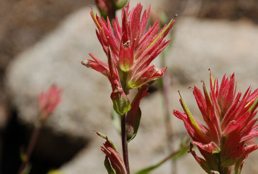 Castilleja miniata var. miniata Scarlet Indian Paintbrush, Castilleja miniata var. miniata