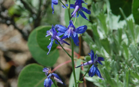 Mountain Marsh Larkspur