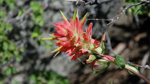 Castilleja sp. Paintbrush, Castilleja sp.