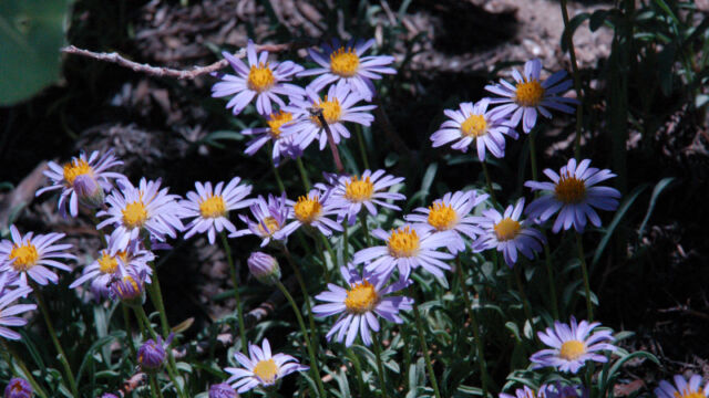 Erigeron peregrinus Wandering Daisy, Erigeron peregrinus