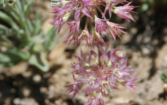 Allium campanulatum Sierra Onion. Allium campanulatum