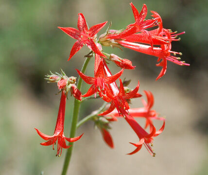 Ipomopsis aggregata Scarlet Gilia, Ipomopsis aggregata