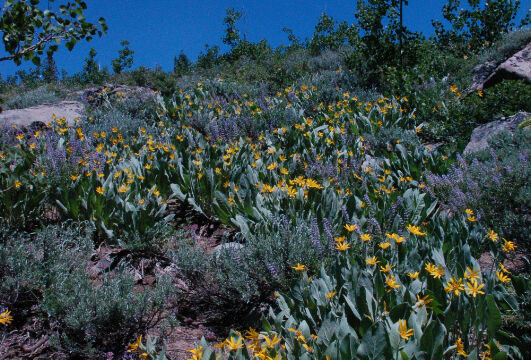 Hillside on Meiss trail