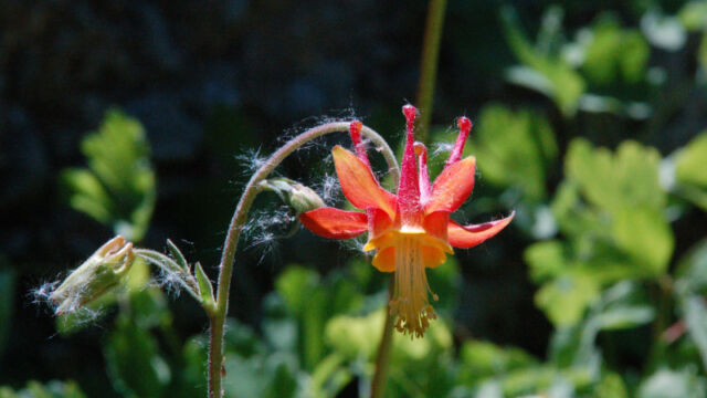 Aquilegia formosa Crimson Columbine, Aquilegia formosa