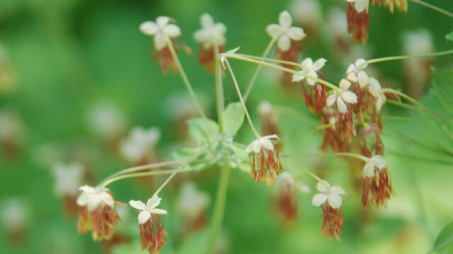 Thalictrum fendleri Fendler's meadow rue, Thalictrum fendleri