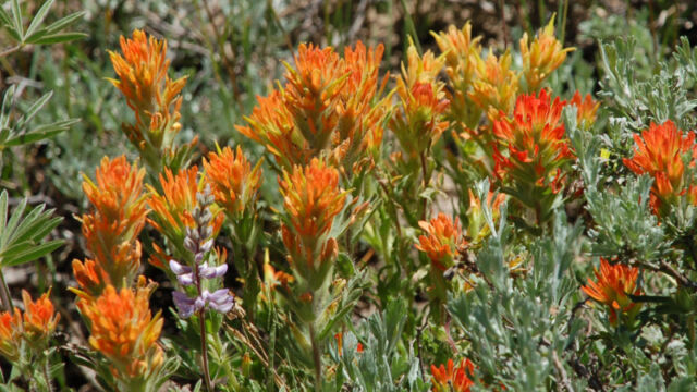 Castilleja applegatei var. breweri, orange variant Brewer's Indian Paintbrush, Castilleja applegatei var. breweri, orange variant